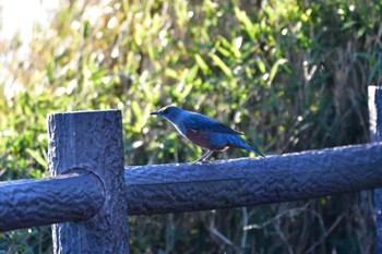 Blue Rock Thrush 城ヶ島公園 Mon, 12/19/2022