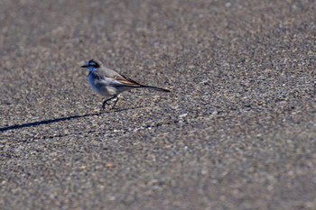 White Wagtail 城ヶ島公園 Mon, 12/19/2022