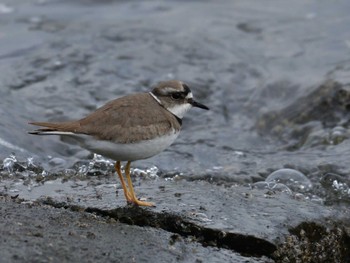 Long-billed Plover Tokyo Port Wild Bird Park Sat, 12/17/2022