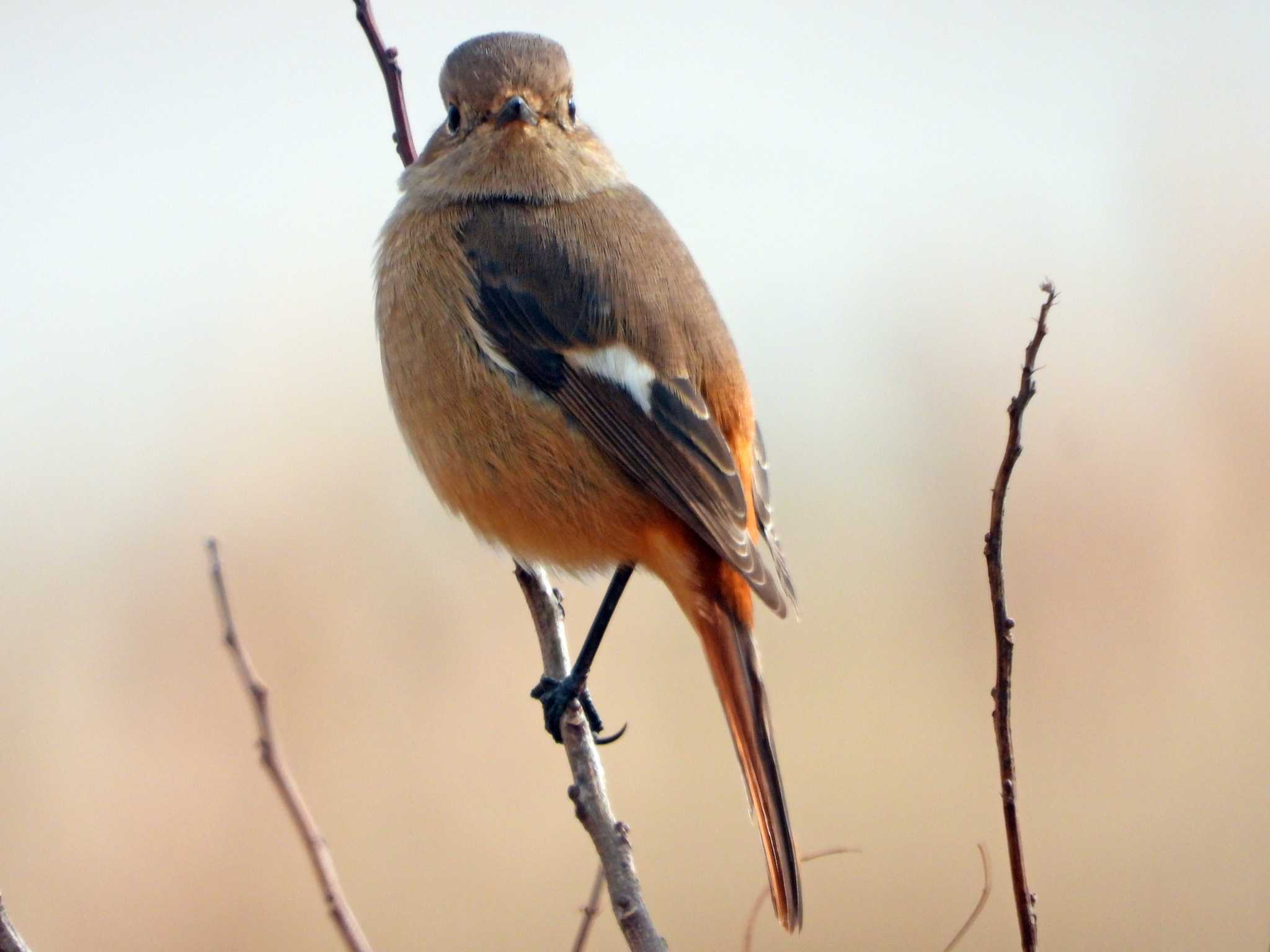 蒲生干潟(仙台市) ジョウビタキの写真