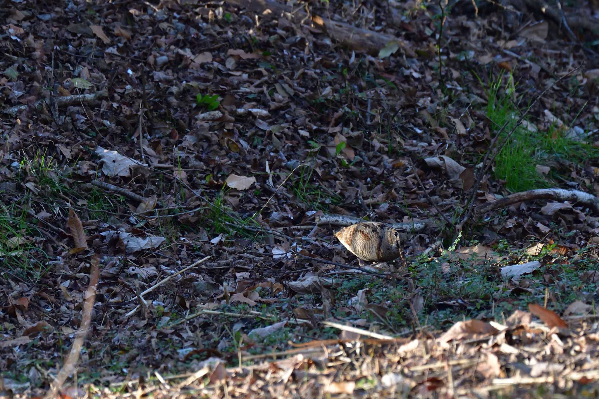 舞岡公園 ヤマシギの写真