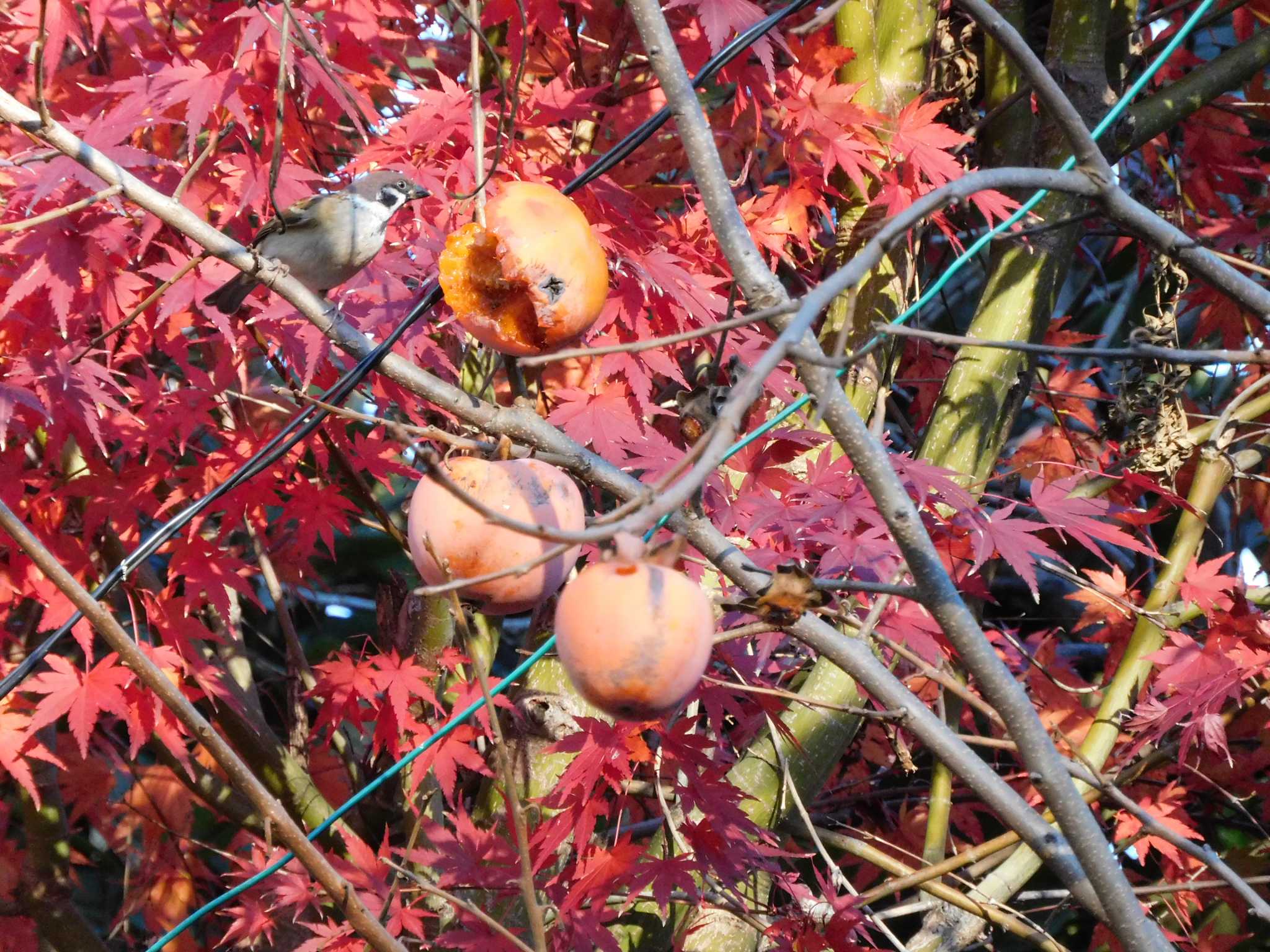 平和の森公園、江古田公園、哲学堂公園、妙正寺川 スズメの写真