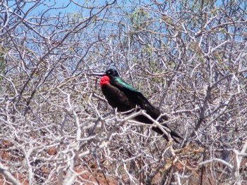 オオグンカンドリ Galapagos Islands(Ecuador) 2018年2月9日(金)