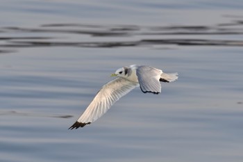 Black-legged Kittiwake