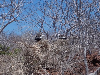 アメリカグンカンドリ Galapagos Islands(Ecuador) 2018年2月9日(金)