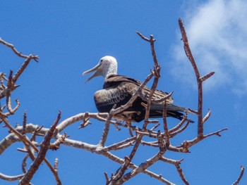 アメリカグンカンドリ Galapagos Islands(Ecuador) 2018年2月9日(金)