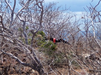 アメリカグンカンドリ Galapagos Islands(Ecuador) 2018年2月9日(金)