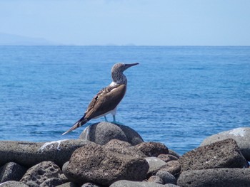 アオアシカツオドリ Galapagos Islands(Ecuador) 2018年2月9日(金)