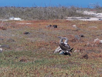 アオアシカツオドリ Galapagos Islands(Ecuador) 2018年2月9日(金)