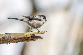 エナガ 明石公園 2018年3月3日(土)