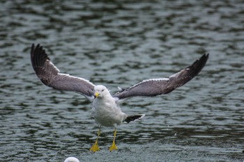 ウミネコ 佐賀県唐津市 2018年3月7日(水)