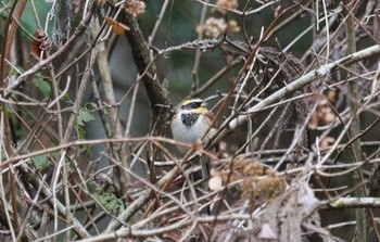 Tue, 12/20/2022 Birding report at 各務野自然遺産の森