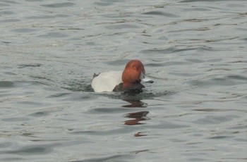 Tue, 12/20/2022 Birding report at 新堀川下流(名古屋市)