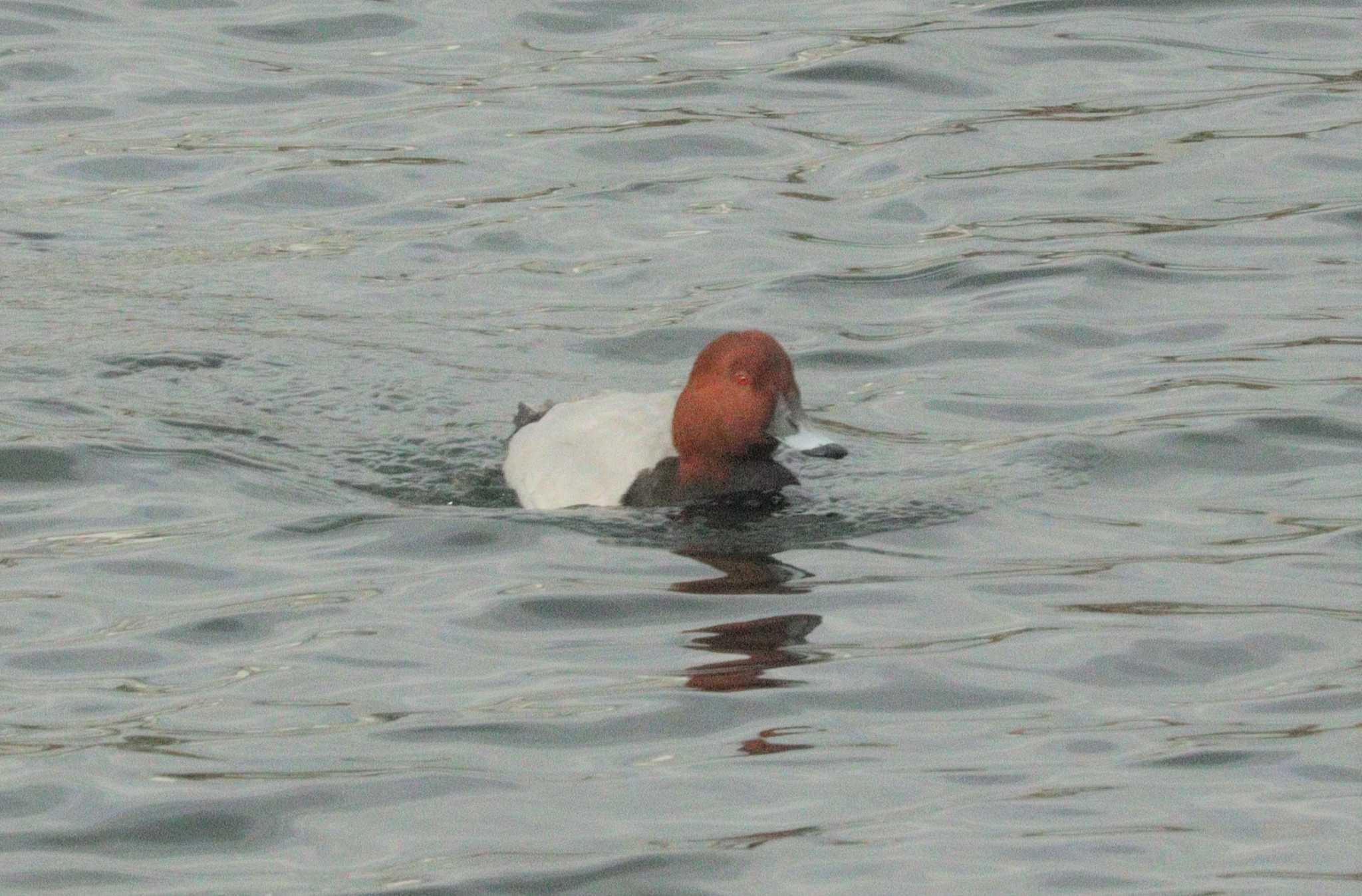 Common Pochard