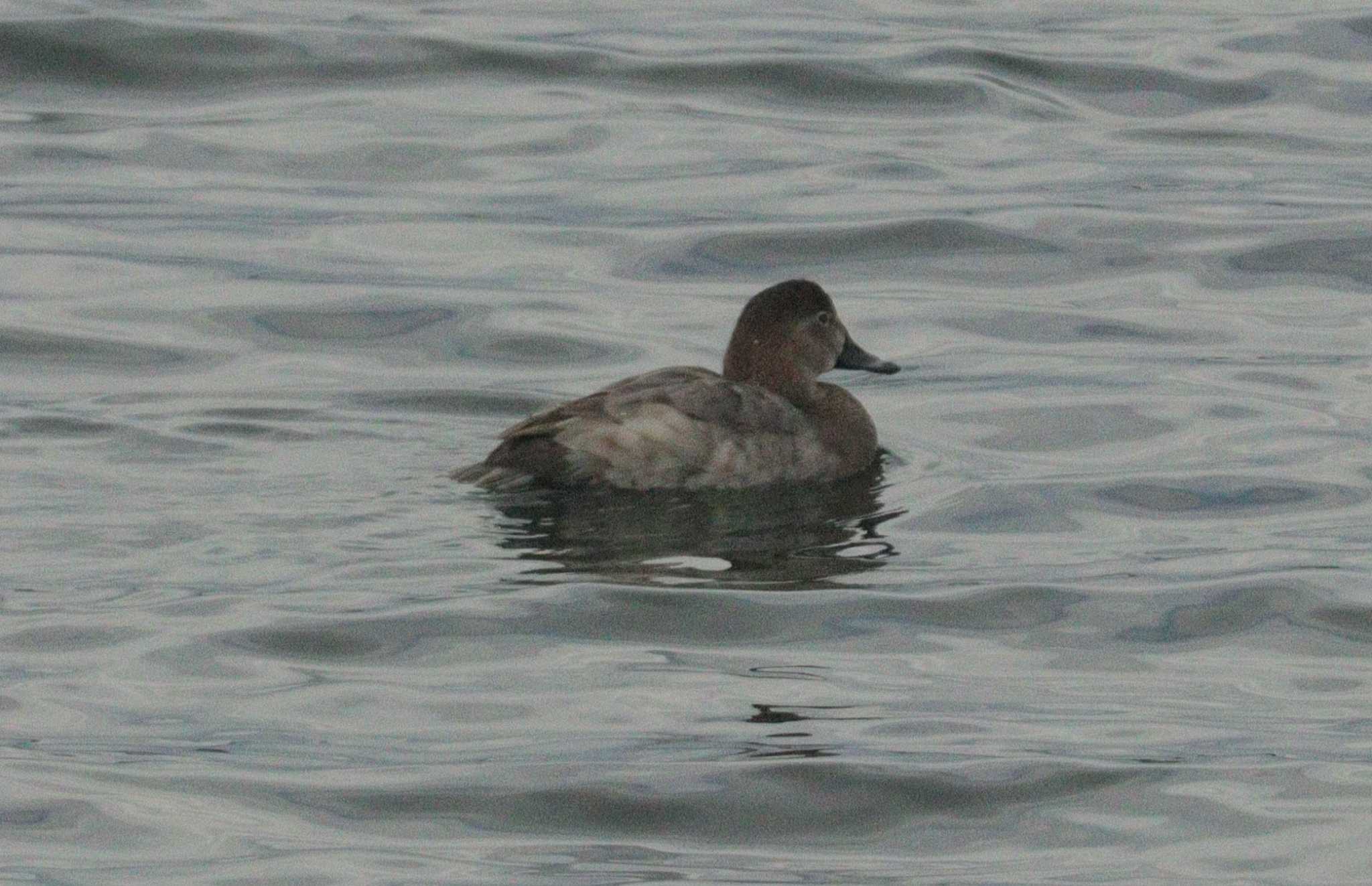 Common Pochard