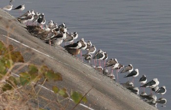 2022年12月20日(火) 土留木川河口(東海市)の野鳥観察記録