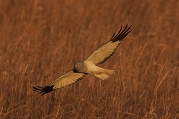 Hen Harrier Unknown Spots Sun, 12/18/2022