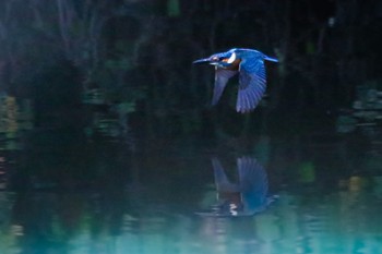 Common Kingfisher 周南緑地公園(山口県周南市) Tue, 12/20/2022