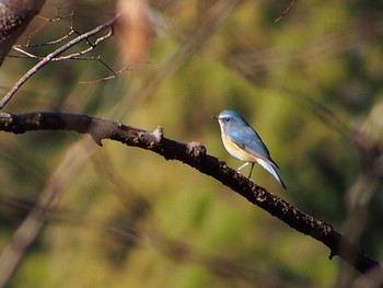 2022年12月16日(金) 氷川渓谷の野鳥観察記録