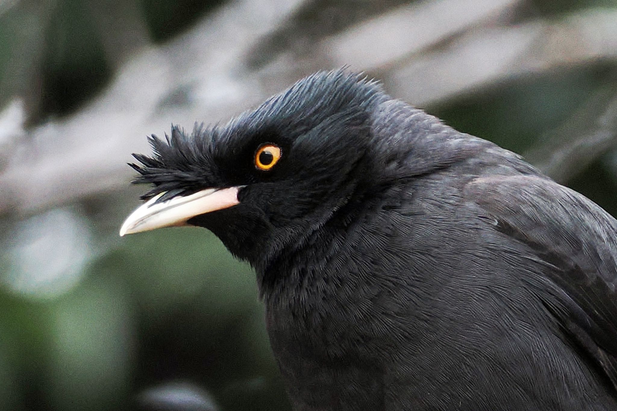 Crested Myna