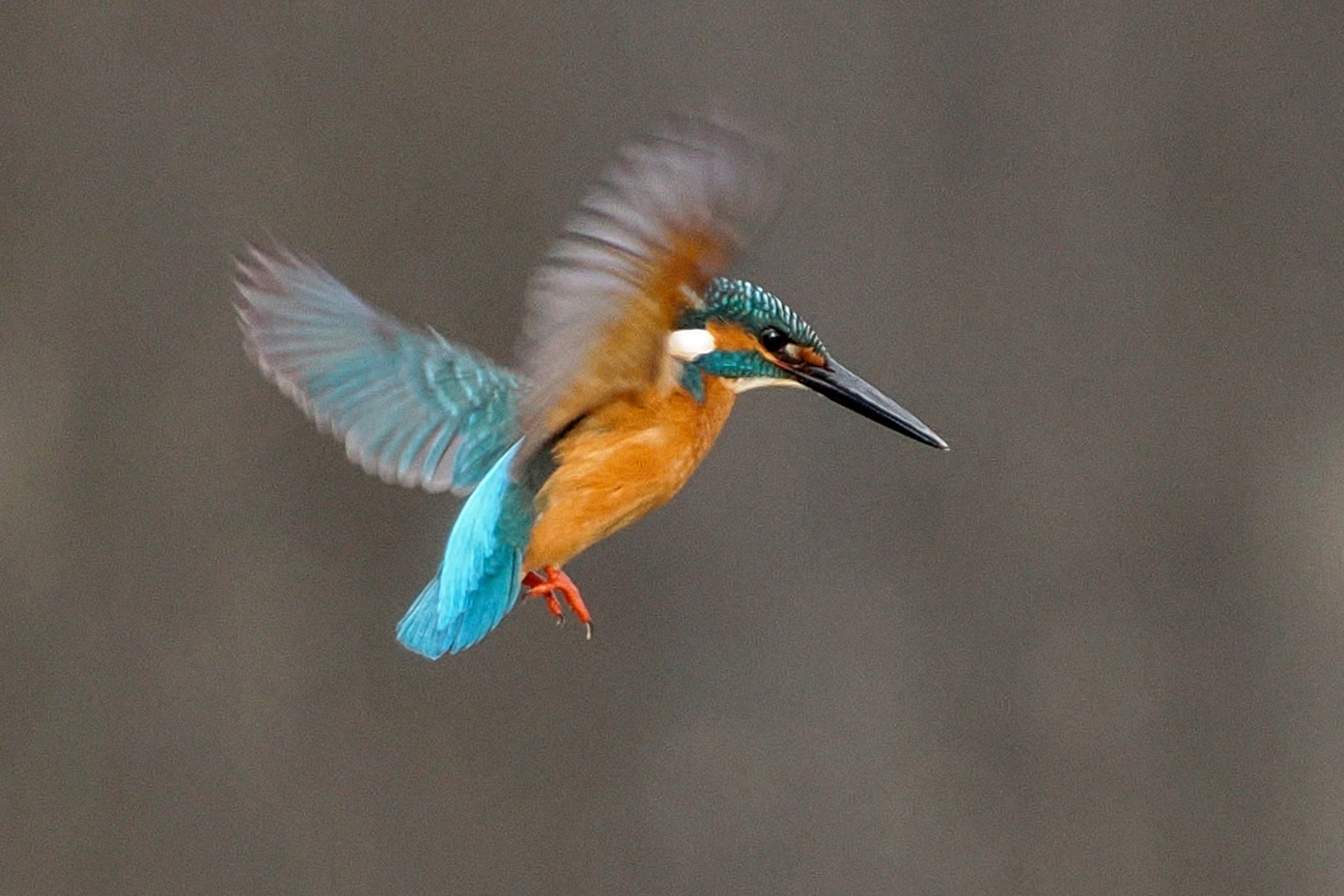 Common Kingfisher