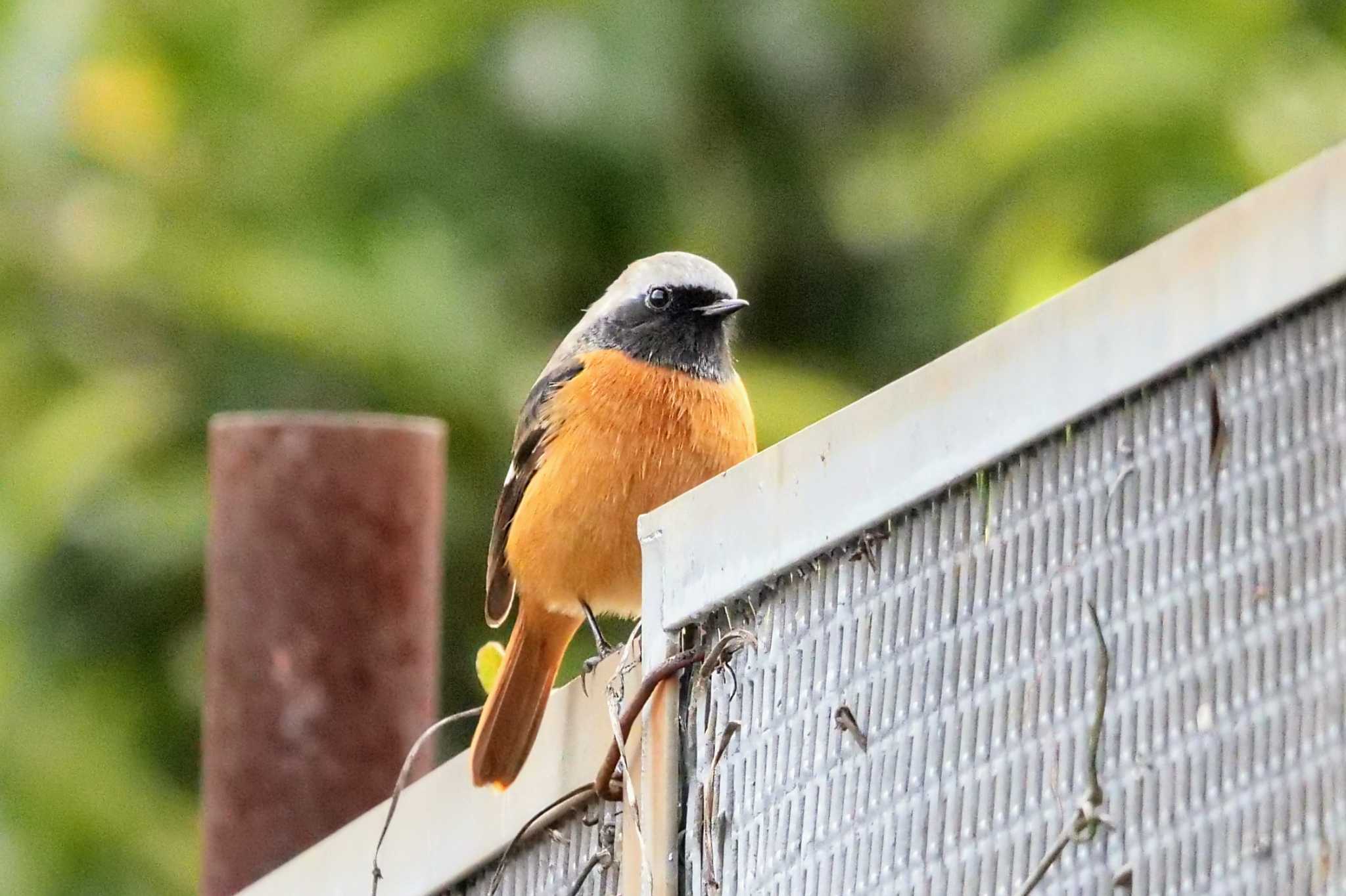 金井遊水地(金井遊水池) ジョウビタキの写真