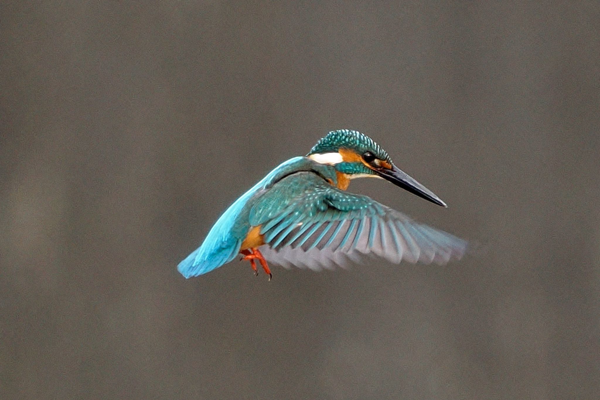 Common Kingfisher