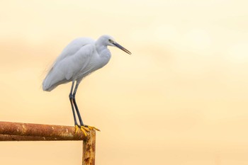 Little Egret 皿池(明石市大久保町) Sat, 11/26/2022