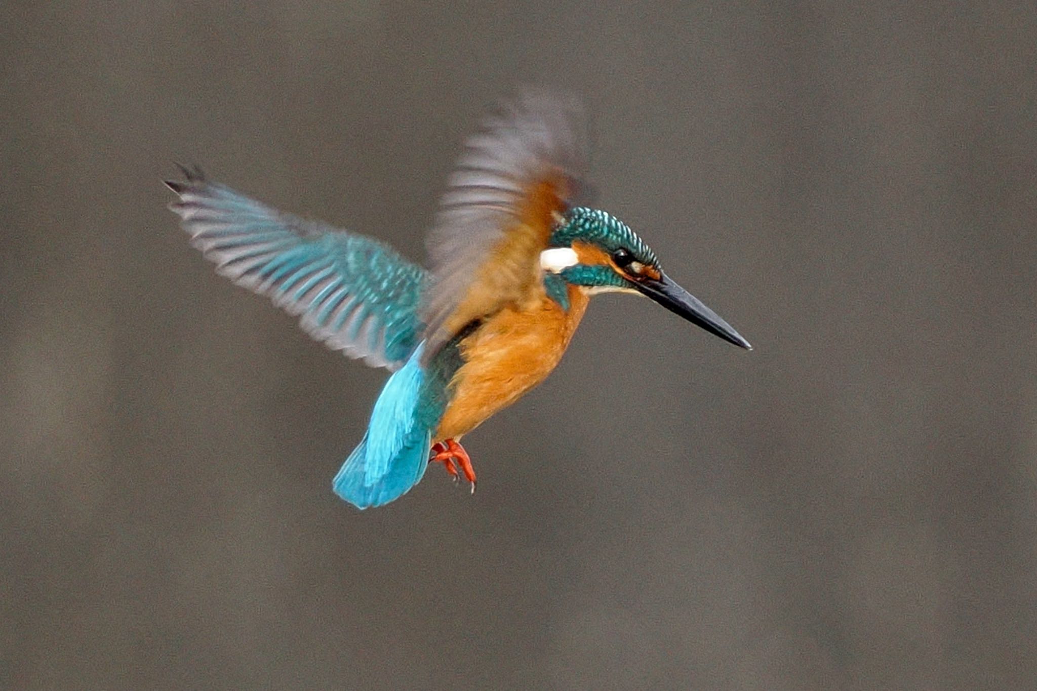 Common Kingfisher