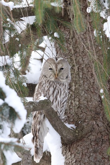 Ural Owl(japonica) 旭山公園 Sat, 12/17/2022