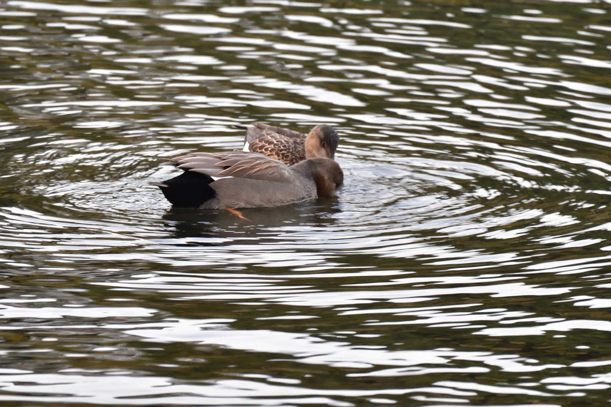 長浜公園 オカヨシガモの写真