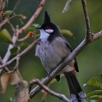 Red-whiskered Bulbul 九龍公園 Mon, 12/19/2022