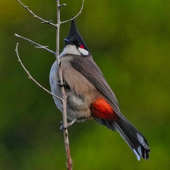 Red-whiskered Bulbul 九龍公園 Mon, 12/19/2022