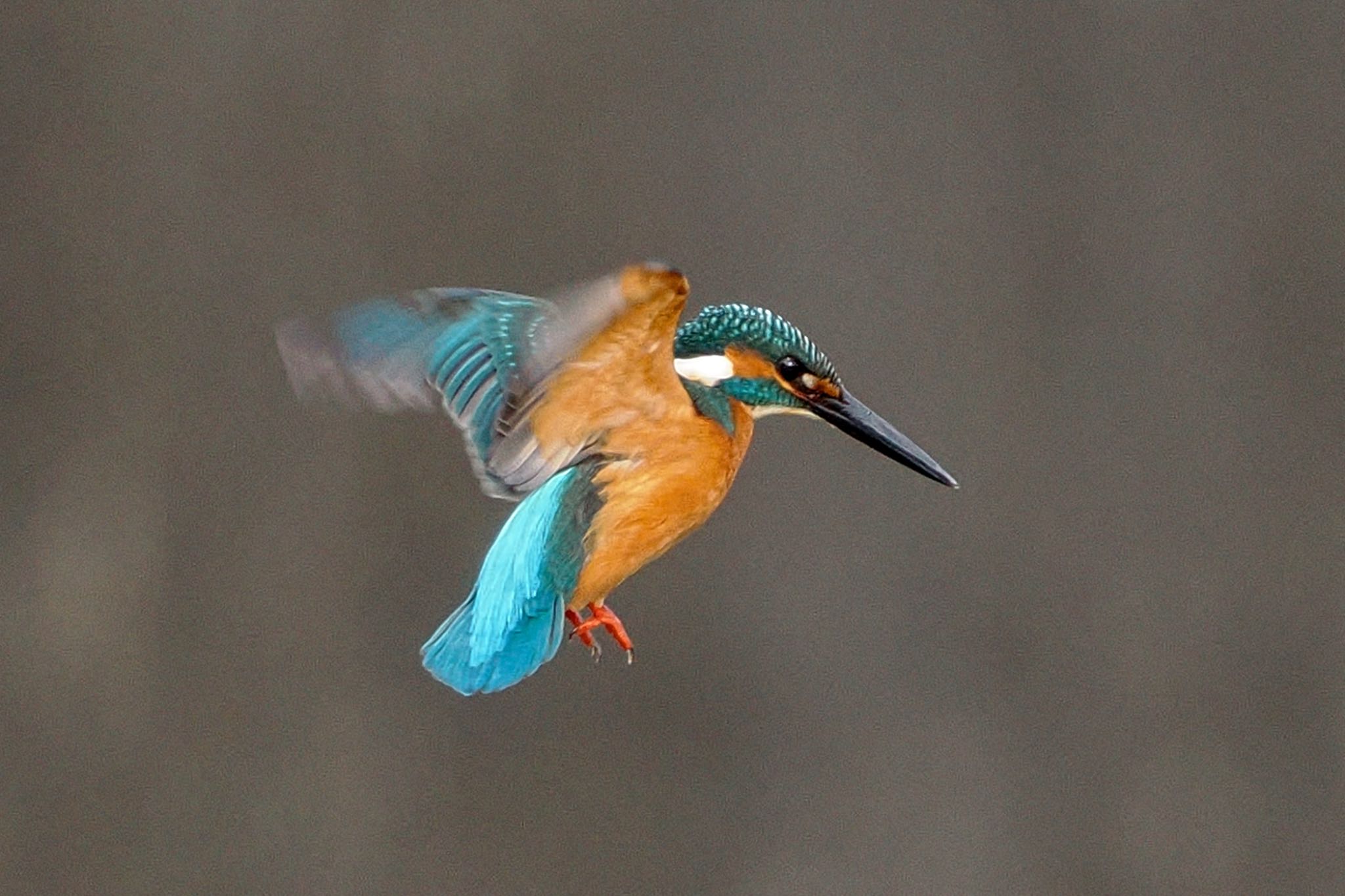 Common Kingfisher