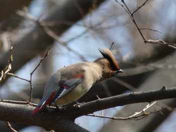 Japanese Waxwing Nagai Botanical Garden Thu, 3/15/2018