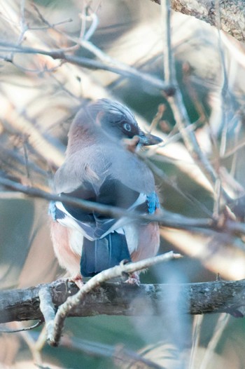 2022年12月21日(水) 宮城県民の森の野鳥観察記録