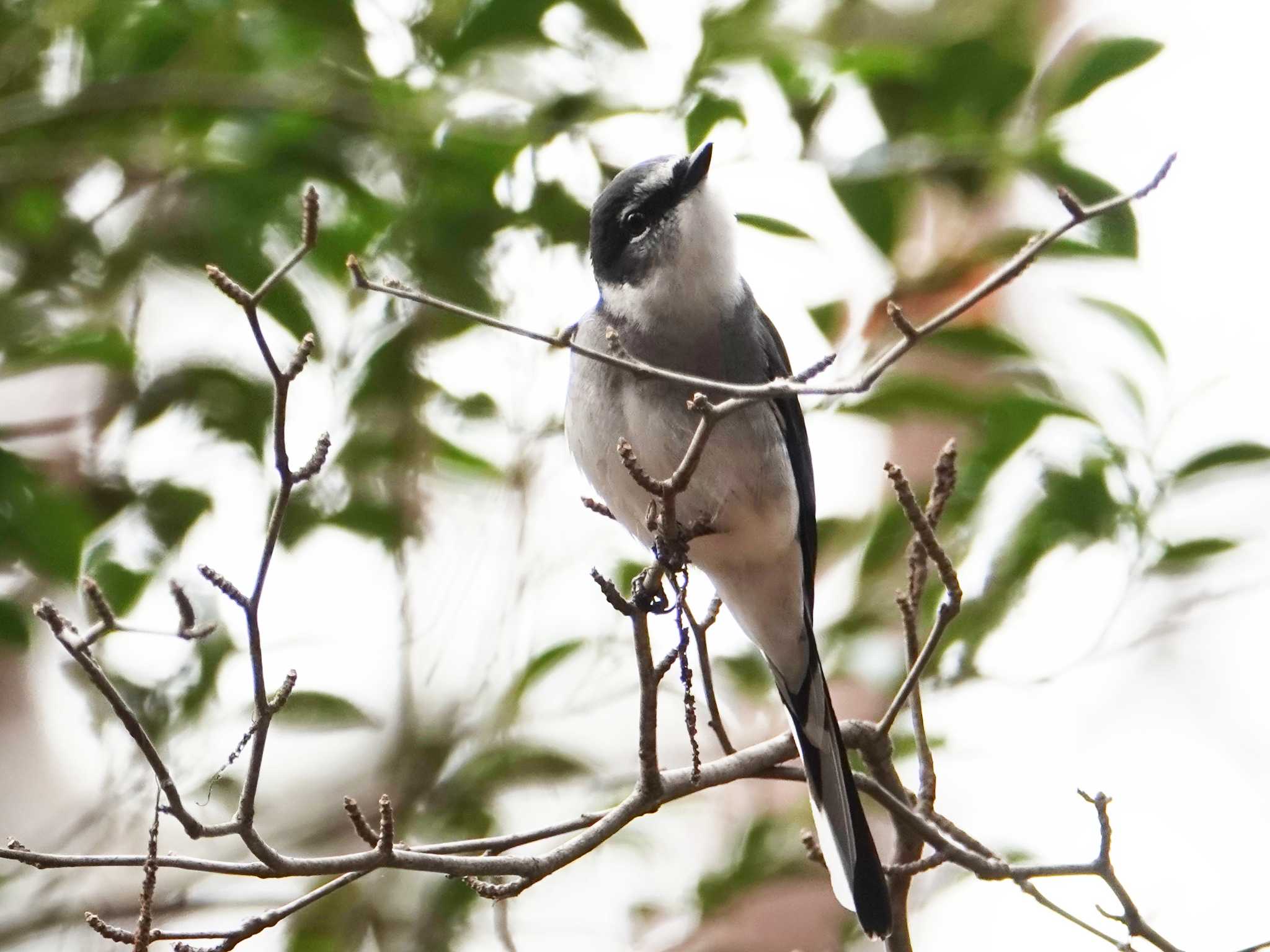 Ryukyu Minivet