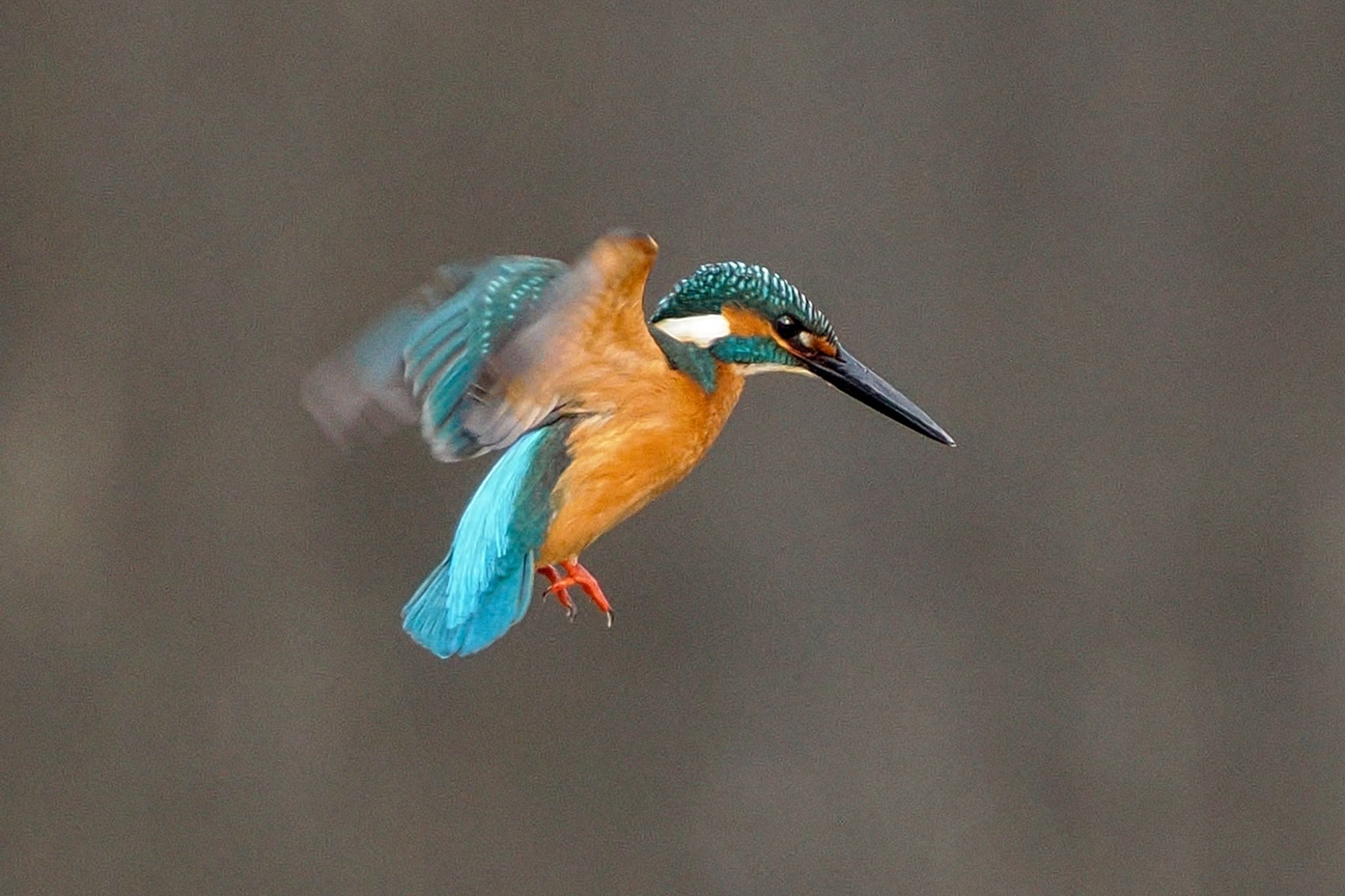 Common Kingfisher