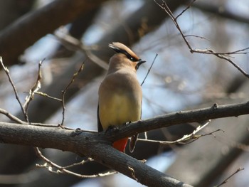 Japanese Waxwing Nagai Botanical Garden Thu, 3/15/2018