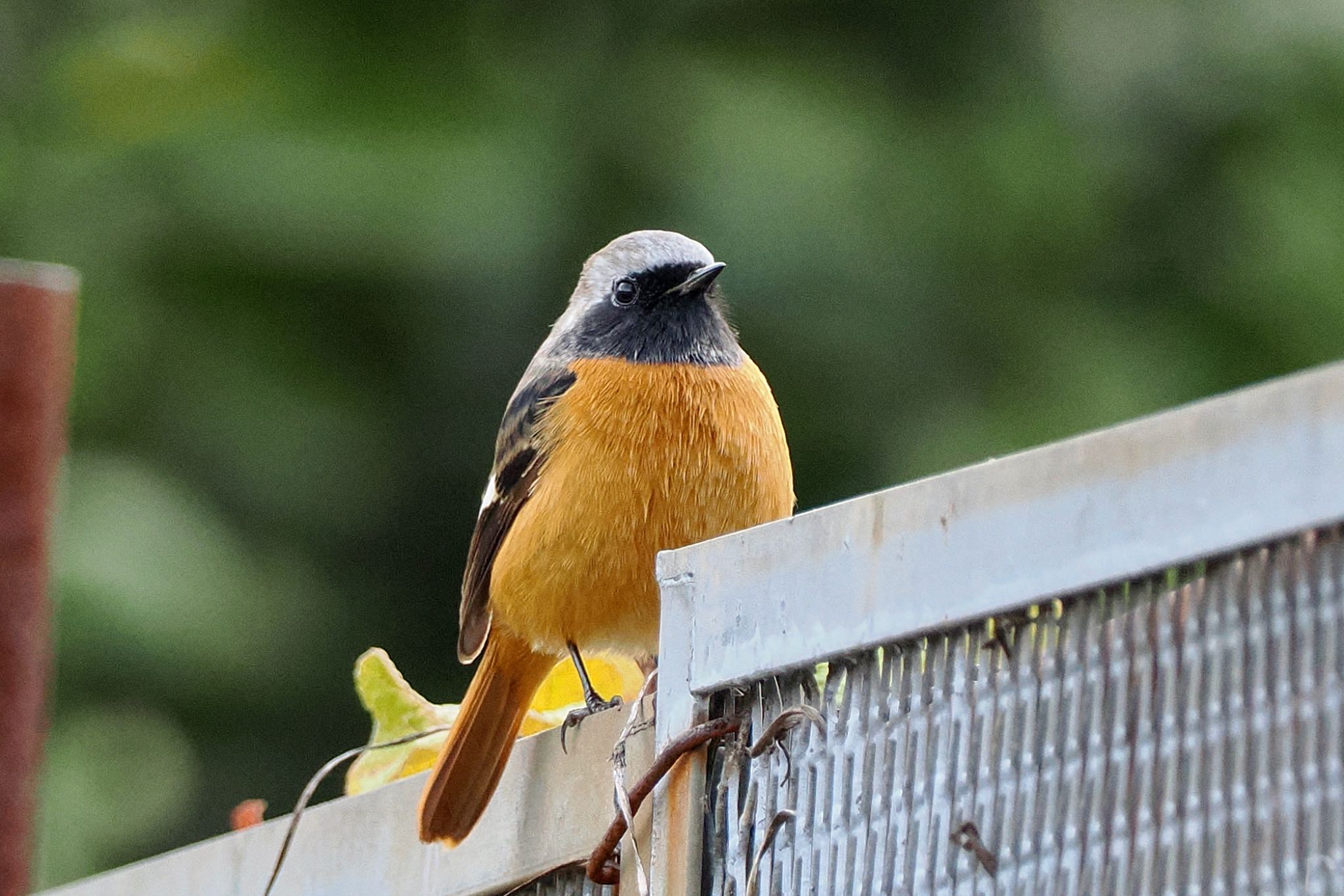 Daurian Redstart