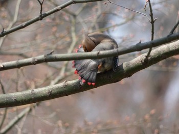 Japanese Waxwing Nagai Botanical Garden Thu, 3/15/2018