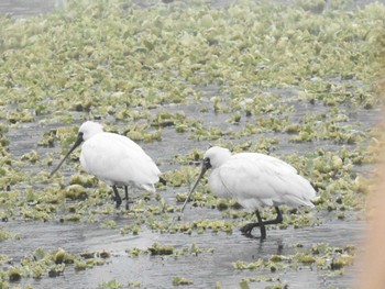 2022年12月21日(水) 江津湖の野鳥観察記録