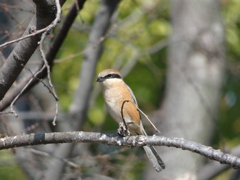 Bull-headed Shrike Nagai Botanical Garden Thu, 3/15/2018