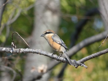 Bull-headed Shrike Nagai Botanical Garden Thu, 3/15/2018