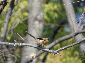 Bull-headed Shrike Nagai Botanical Garden Thu, 3/15/2018