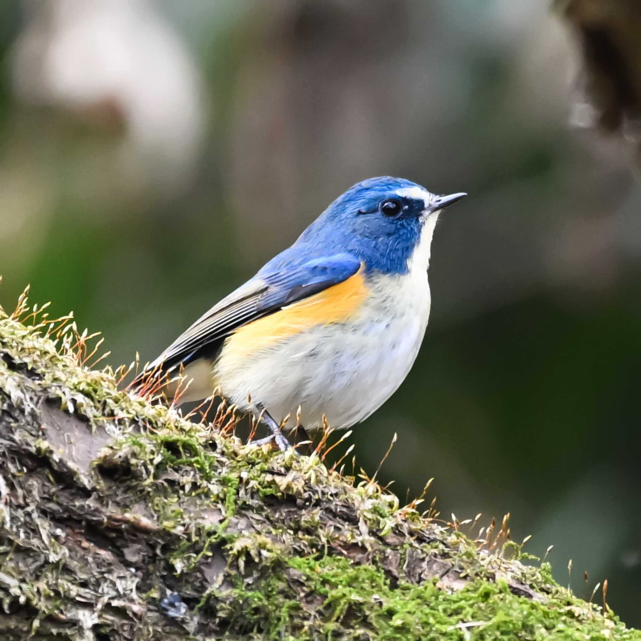 Photo of Red-flanked Bluetail at Kitamoto Nature Observation Park by Yokai