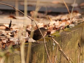 Eurasian Wren Chikozan Park Wed, 12/21/2022