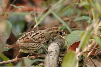 Masked Bunting Chikozan Park Wed, 12/21/2022