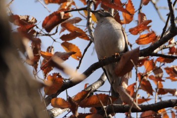 2022年12月21日(水) 智光山公園の野鳥観察記録