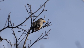 Japanese Grosbeak Chikozan Park Wed, 12/21/2022